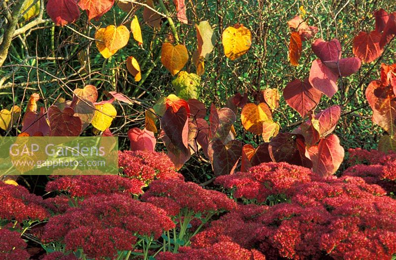 Cercis canadensis 'Forest Pansy' AGM underplanted with Sedum 'Herbstfreude' AGM in Autumn