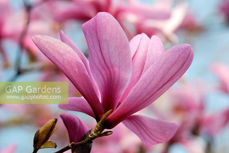 Magnolia 'Galaxy' AGM flowering in March