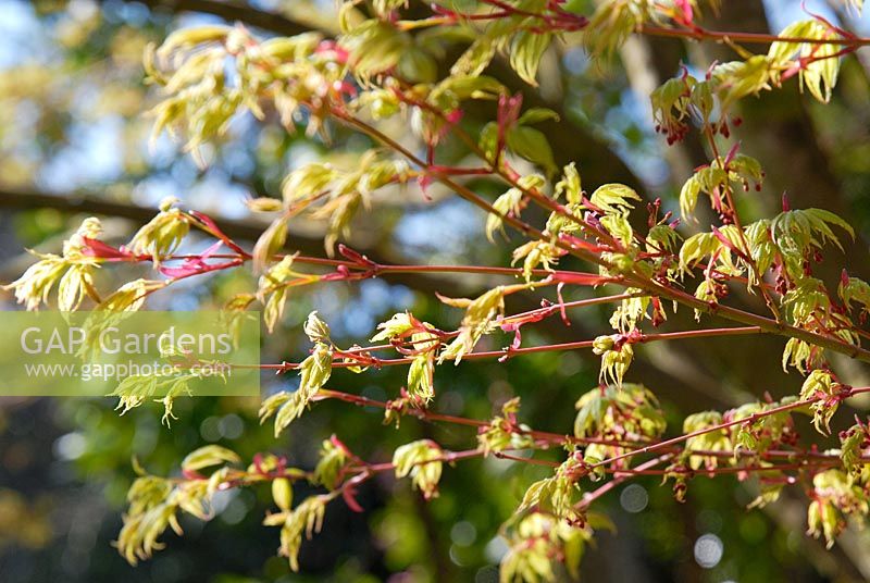 New spring foliage of Acer palmatum 'Sango-kaku' AGM
