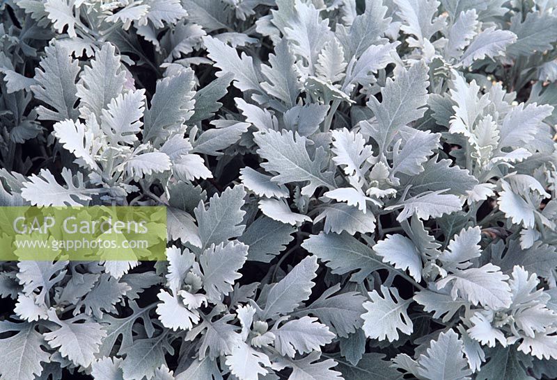 Senecio bicolor cineraria 'White Diamond'