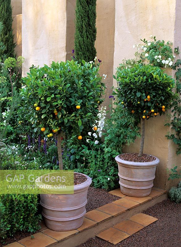 Citrus Pots - Container grown oranges