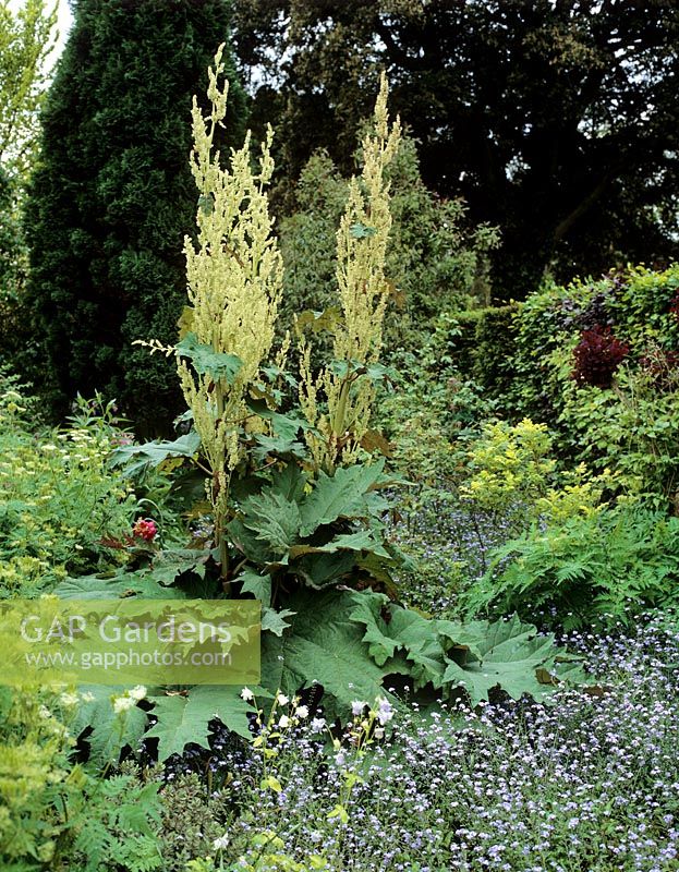 Rheum palmatum - Barnsley House gardens
