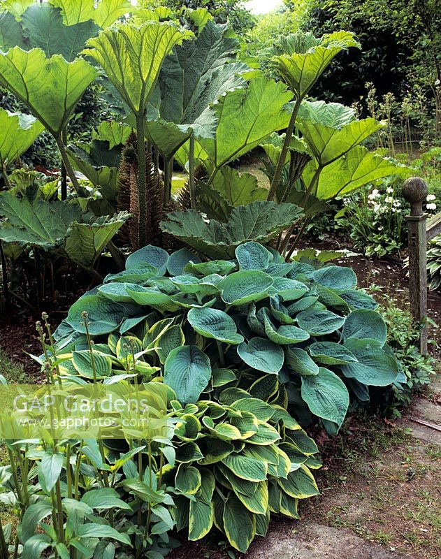 Gunnera underplanted with Hosta - Bakers Farm, Sussex