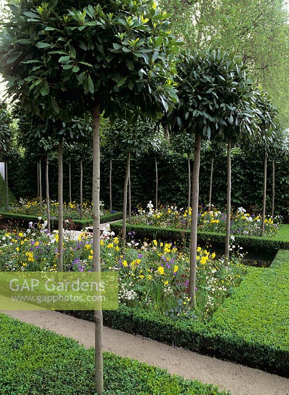 Lollipop shaped clipped Laurus nobilis underplanted with 'Spring meadow flowers' in small compartments edged with Buxus - Chelsea 2000 