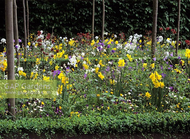Spring meadow planting in small Buxus compartments - Chelsea 2000 