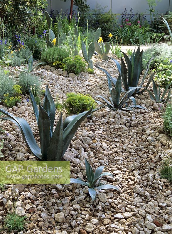 Succulents and cacti with crushed limestone rock mulch
