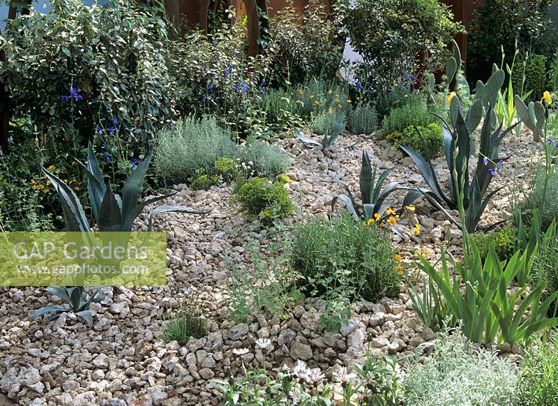 Succulents and cacti with crushed rock mulch