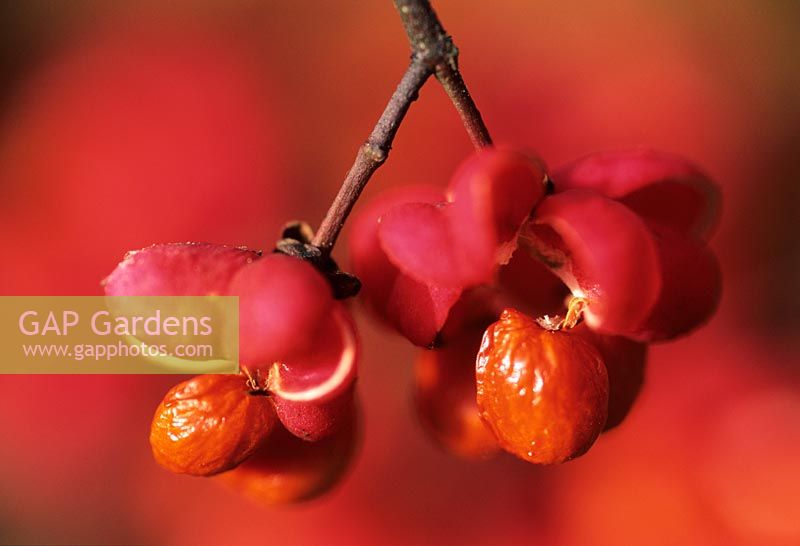 Euonymus fortunei - close-up of opened seed pods revealing the scarlet seeds