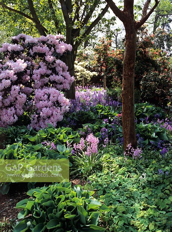Spring woodland garden showing Hosta sieboldiana, Acer griseum, Rhododendron, Hyacinthoides and Epimedium - Valley Gardens Windsor