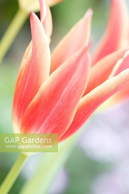 Tulipa - Red Florists tulips
