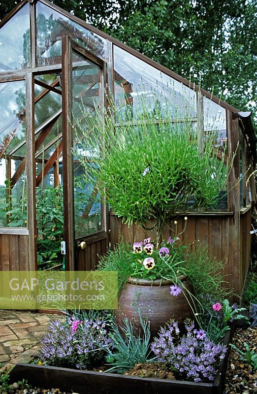Greenhouse with standard Lavandula and Viola - The Lucy Redman School of Garden Design, Suffolk