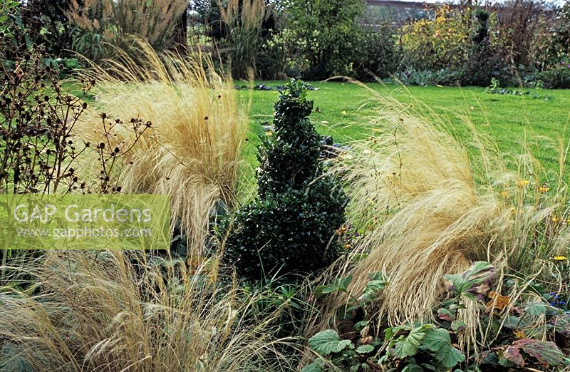 Stipa tenuissima on either side of spiral Buxus topiary - The Lucy Redman School of Garden Design, Suffolk