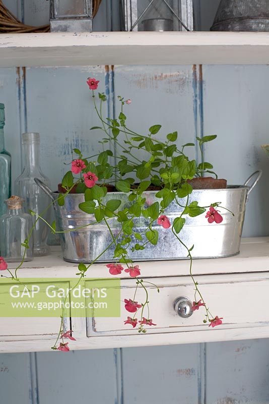 Diascia 'Red Cascade' in galvanised planter on dresser