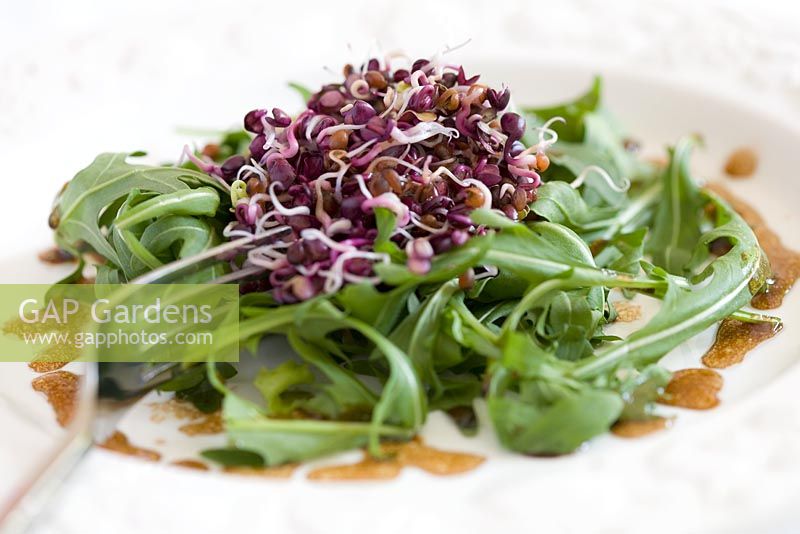 Radish Sango sprouting seeds on white plate with Rocket Salad leaves