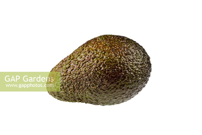 Avocado - Persea americana