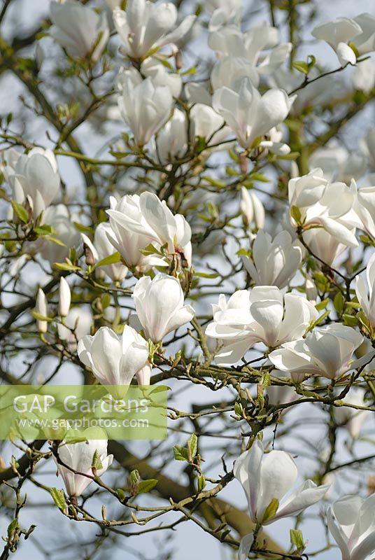 Magnolia x soulangeana 'Brozzonii'