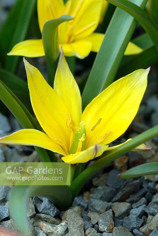 Tulipa wumiensis 'Tity's Star' - RHS Gardens, Wisley