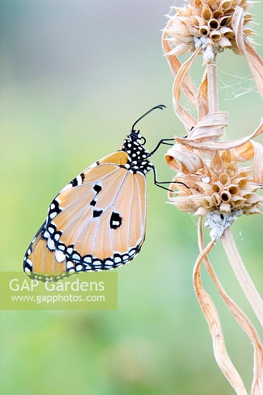 Plain Tiger butterfly on cereal crop taken in Southern India