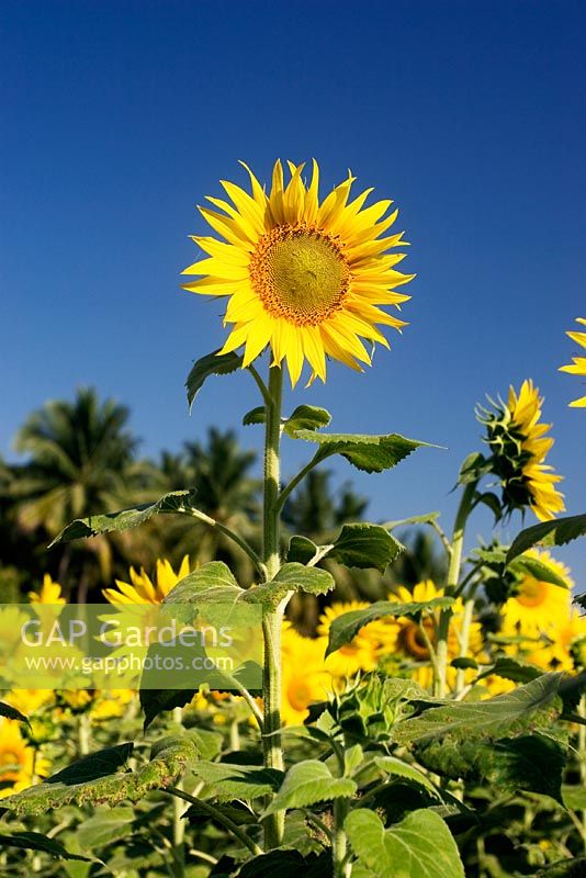 Helianthus - Single sunflower in amoungst a field of sunflowers taken in Southern India