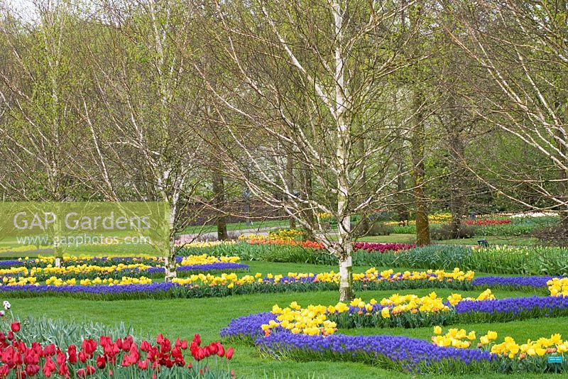 Large spring garden planted with bulbs, Betula utilis, Silver Birch - Keukenhof Gardens, The Netherlands