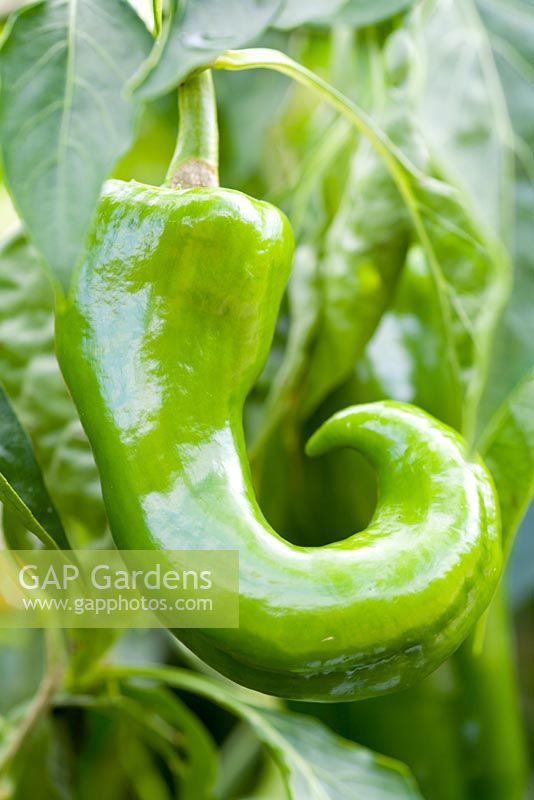 Capsicum - Sweet Green Pepper