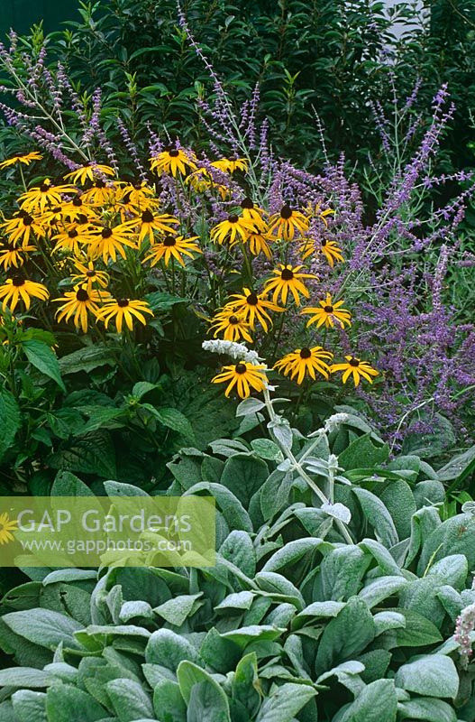 Nepeta fassenii 'Six Hills Giant' with Rudbeckia and Stachys