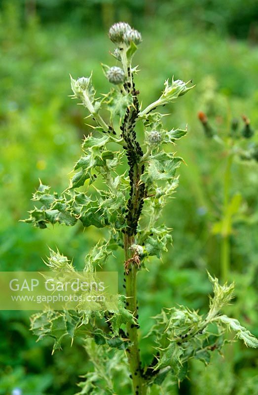 Aphis fabae - Black bean aphid on Cirsium arvense, creeping thistle - reason for keeping down weeds