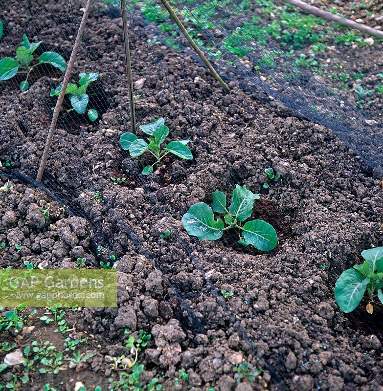 Brassica oleracea var botrytis 'All Year Round' - Young cauliflower plants, net protected