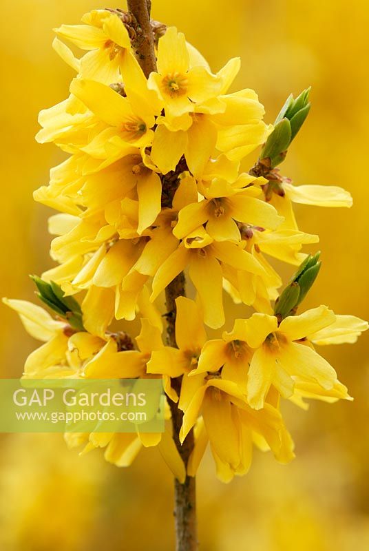 Forsythia Boucle d'Or 'Courtacour' flowering in April