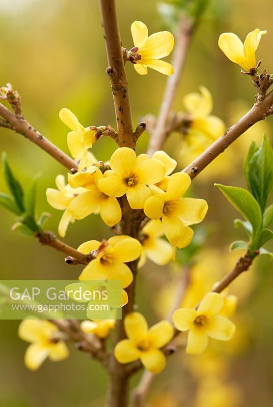 Forsythia ovata 'French's Florence' flowering in April