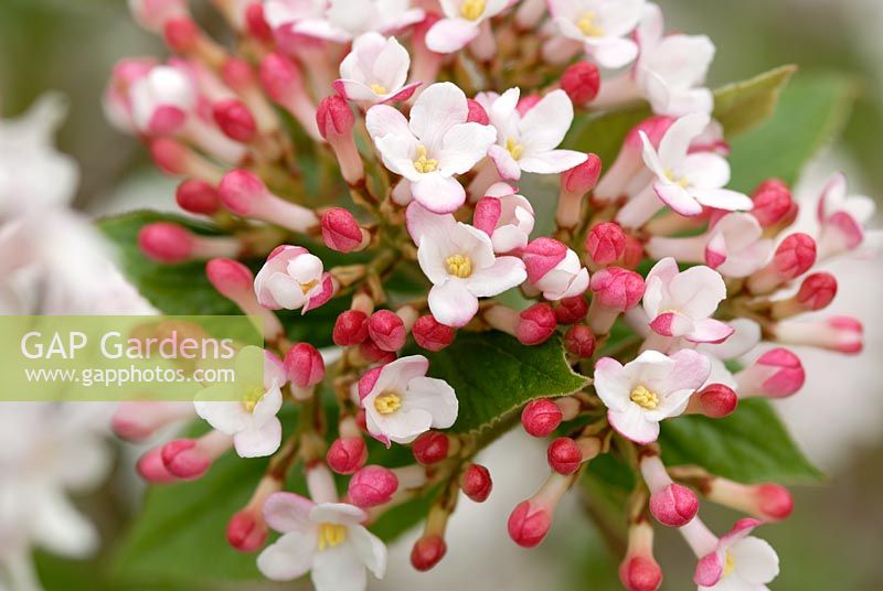 Viburnum x burkwoodii 'Mohawk' flowering in April