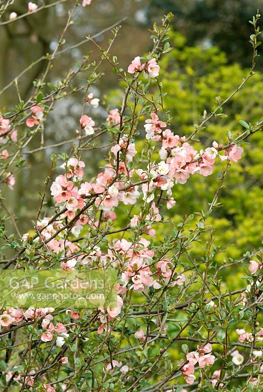 Chaenomeles speciosa 'Moerloosei' AGM flowering in April
