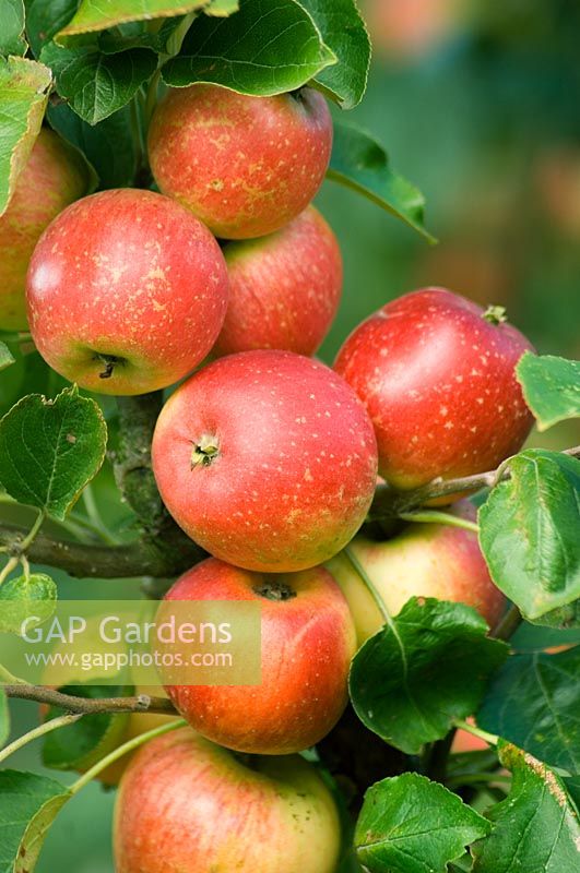 Malus 'Scarlet Crofton' - Dessert Apple
