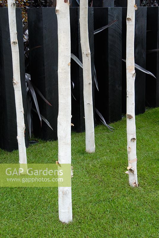 The Fleming's and Trailfinders Australian Garden at RHS Chelsea 2007 - A copse of Betula utilis var. jacquemontii surrounded by black pillars 