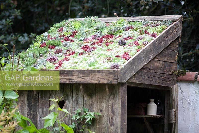 2007 Living Roof with Sempervivum on shed - 'Moving Spaces Moving On…' courtyard garden, Chelsea 2007 