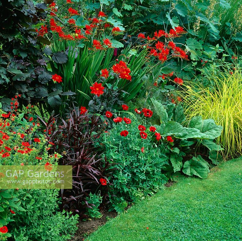 Red Summer border with Crocosmia 'Lucifer', Papaver commutatum 'Ladybird' and Carex stricta 'Bowles golden'