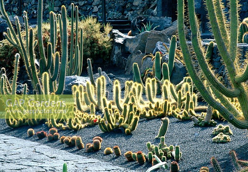 Backlit Trichocereus huascha cactus in The Jardin de Cactus, Lanzarote, Canary Islands