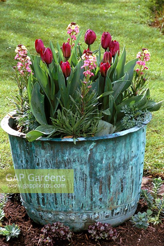 Spring container - copper verdigris tub with deep plum coloured Tulipa and pink Erysimum
