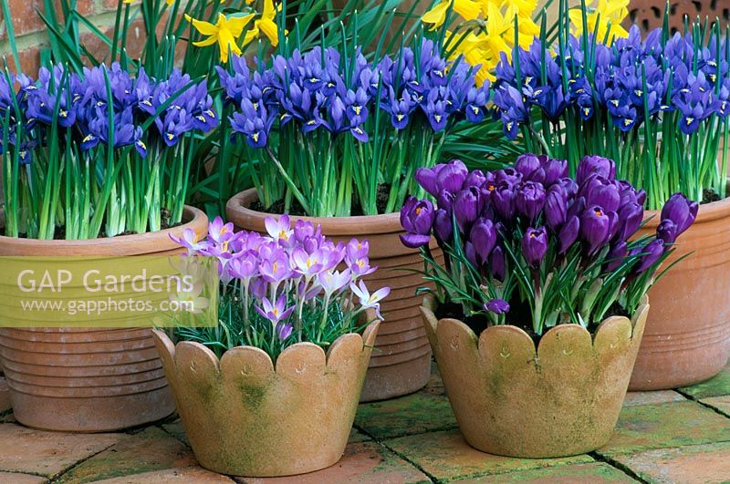 Terracotta spring containers with Crocus tommasinianus 'Whitewell Purple' and Crocus 'Flower Record' with Iris 'Harmony'  behind 