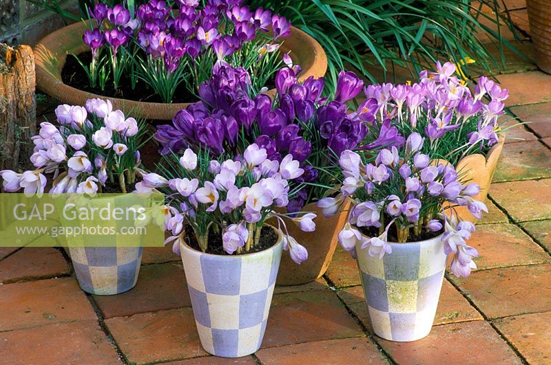 Blue and white chequed terracotta pots by Jane Hogben with Crocus 'Blue Pearl'. behind is Crocus 'Flower Record', Crocus tomasinianus 'Whitewell Purple' and Crocus 'Ruby Giant'