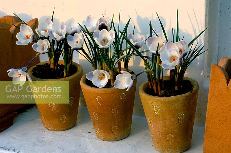 Terracotta pots by Jane Hogben on a windowsill planted with Crocus chrysanthus 'Pins Claus'