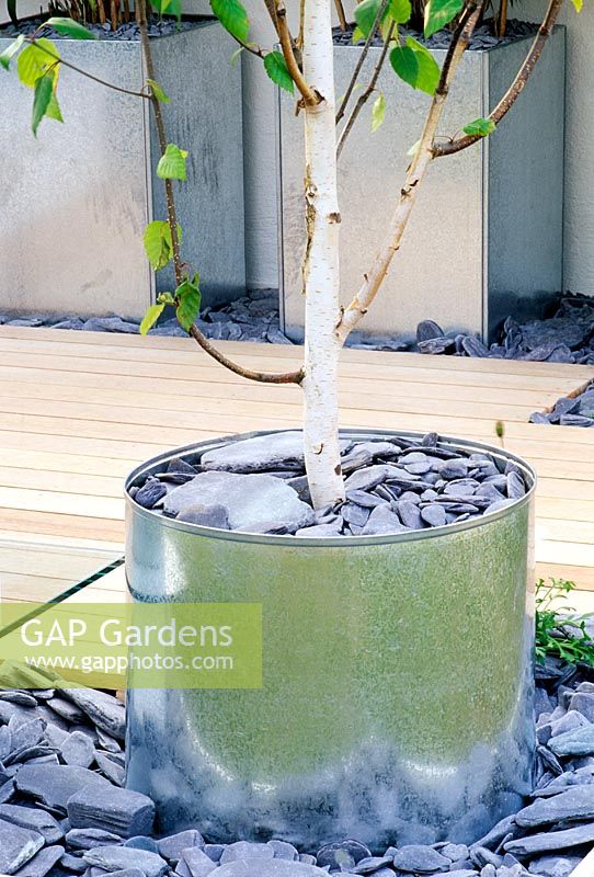 Galvanised metal container planted with Betula utilis and black slate in modern garden 