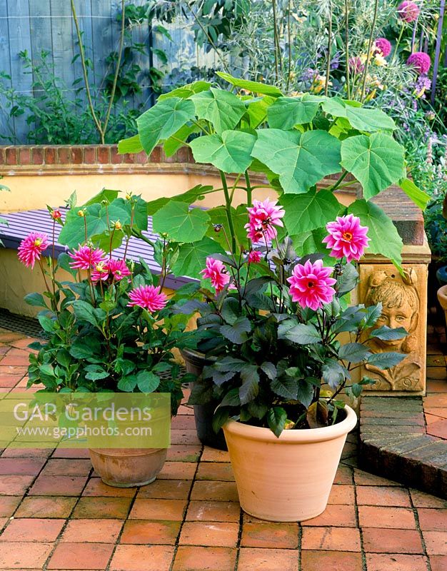 Patio with terracotta containers planted with Dahlia 'Fascination', Dahlia 'Pipers Pink' and Paulownia tomentosa