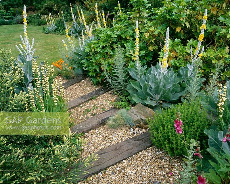 Gravel 'river' with railway sleeper steps planted with Verbascum olympicum and Sisyrinchium striatum - Denmans Garden, Sussex