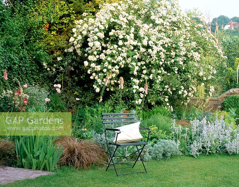A place to sit - Wooden chair with cushion on the lawn with Rosa 'Rambling Rector' in full flower behind - The White House, Sussex
