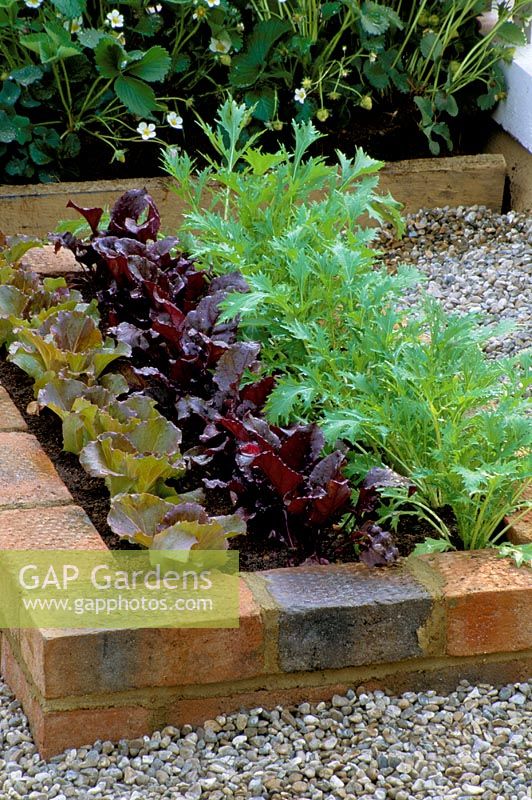 Raised brick bed planted with lettuce seedlings