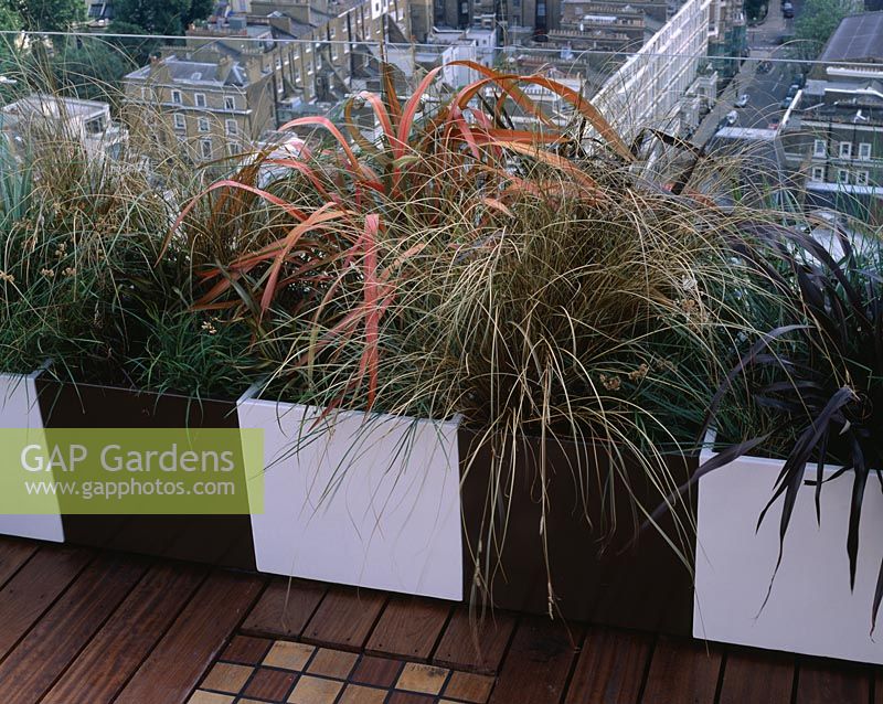 African themed roof terrace with cream and chocolate brown powder coated containers of Phormium tenax 'Rainbow Queen' and Carex buchananii