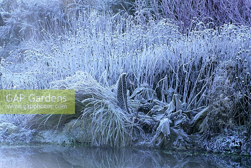 Frosted Gunnera manicata and Carex elata 'Aurea' beside the pond at Lady Farm, Somerset