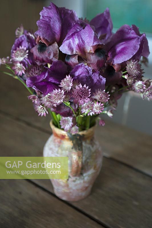 Old terracotta vase containing freshly cut bearded Iris with Astrantia 'Rosensinfonie'-Iris displaying ribbed purple standards with mottled reddy brown falls and black marks 