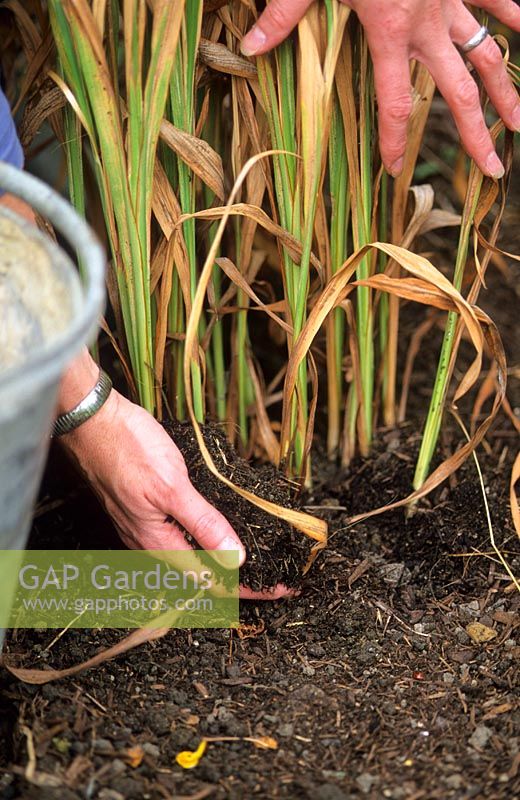 Mulching clump of Crocosmias with composted bark in autumn for winter protection